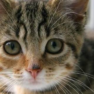 Madigans Leeson Street